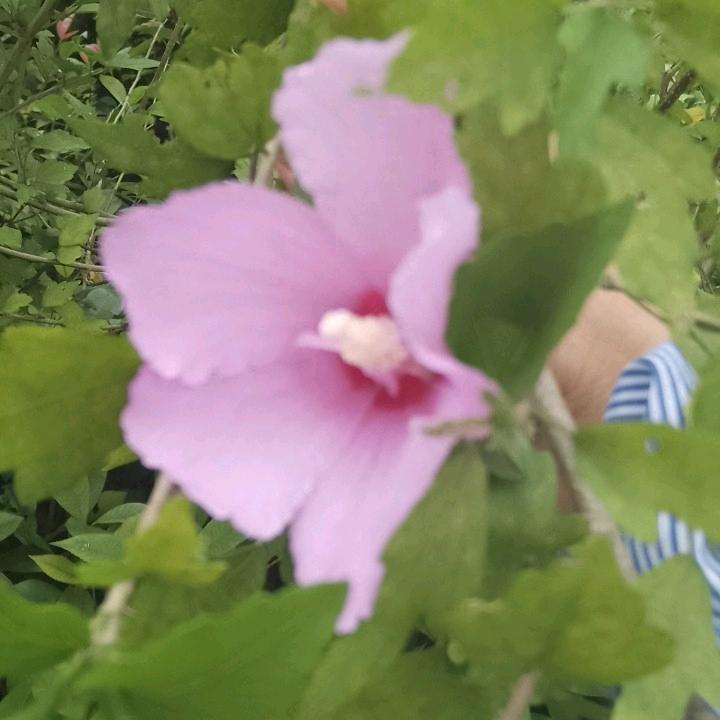 努力中    手机摄影