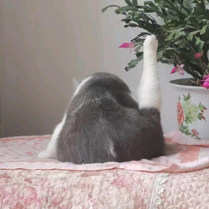 家有一只惹祸猫