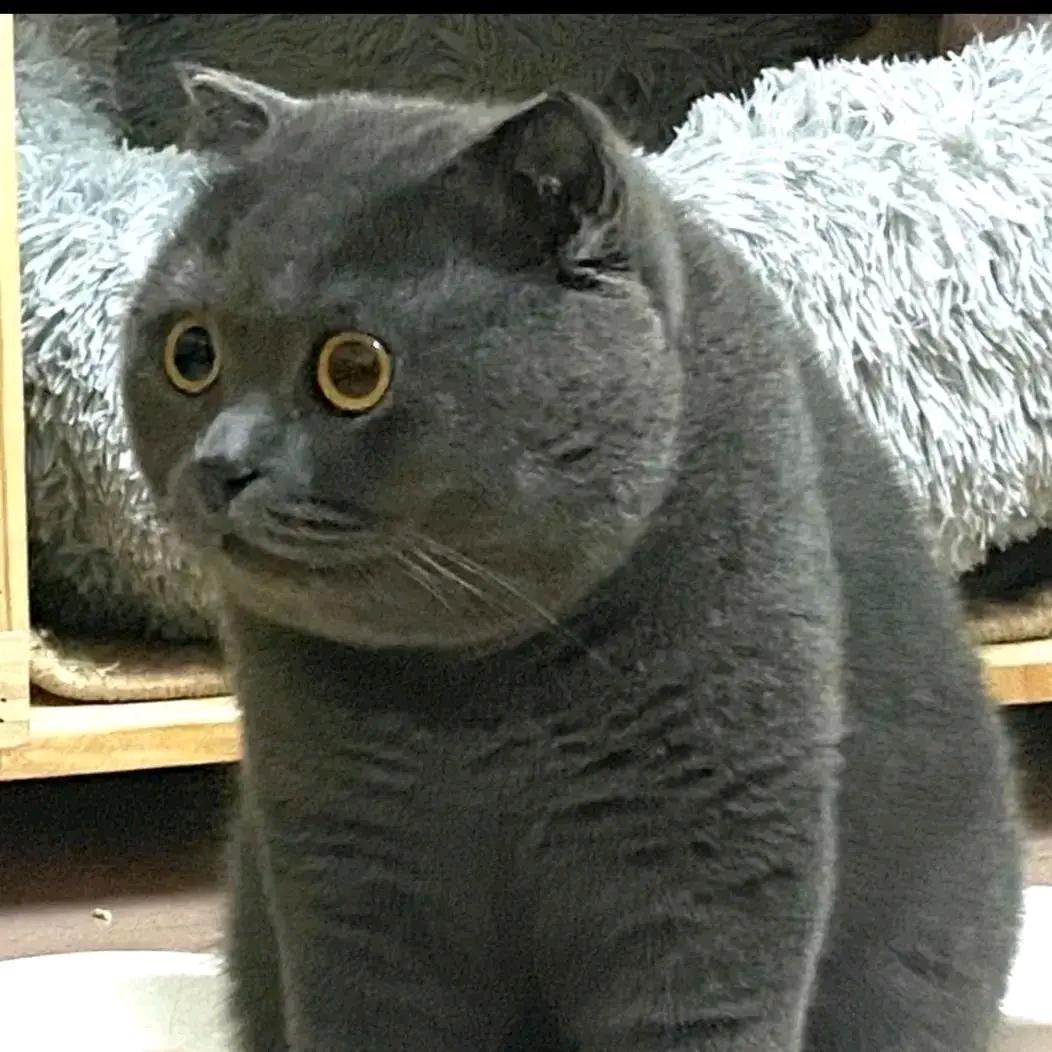 亚麻色猫