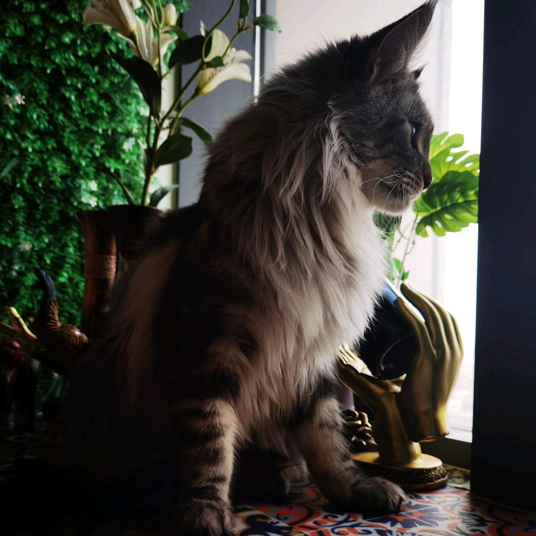 新光缅因宠物店