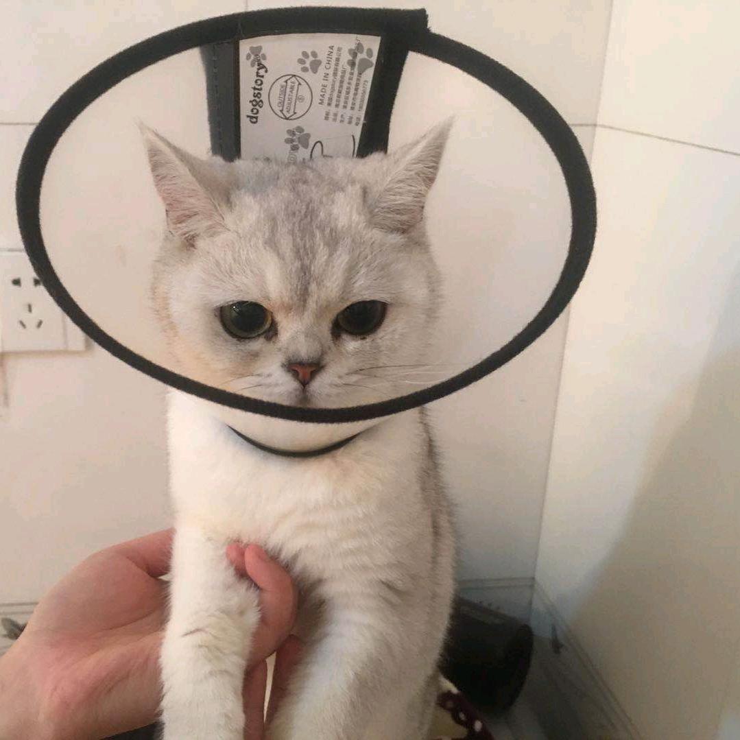 阿狸💫