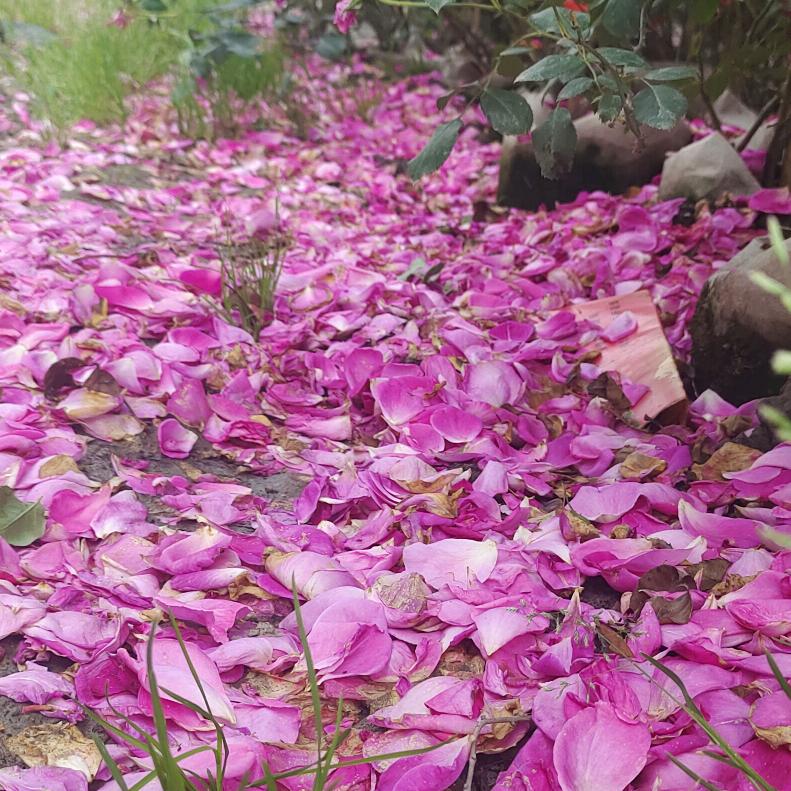 身似浮萍无处安家