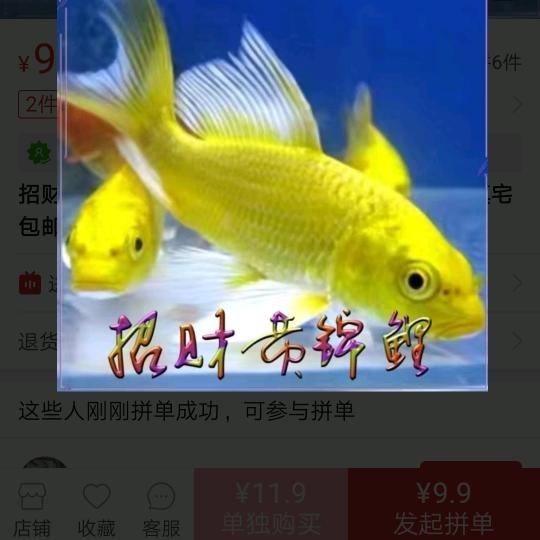 会飞的鱼