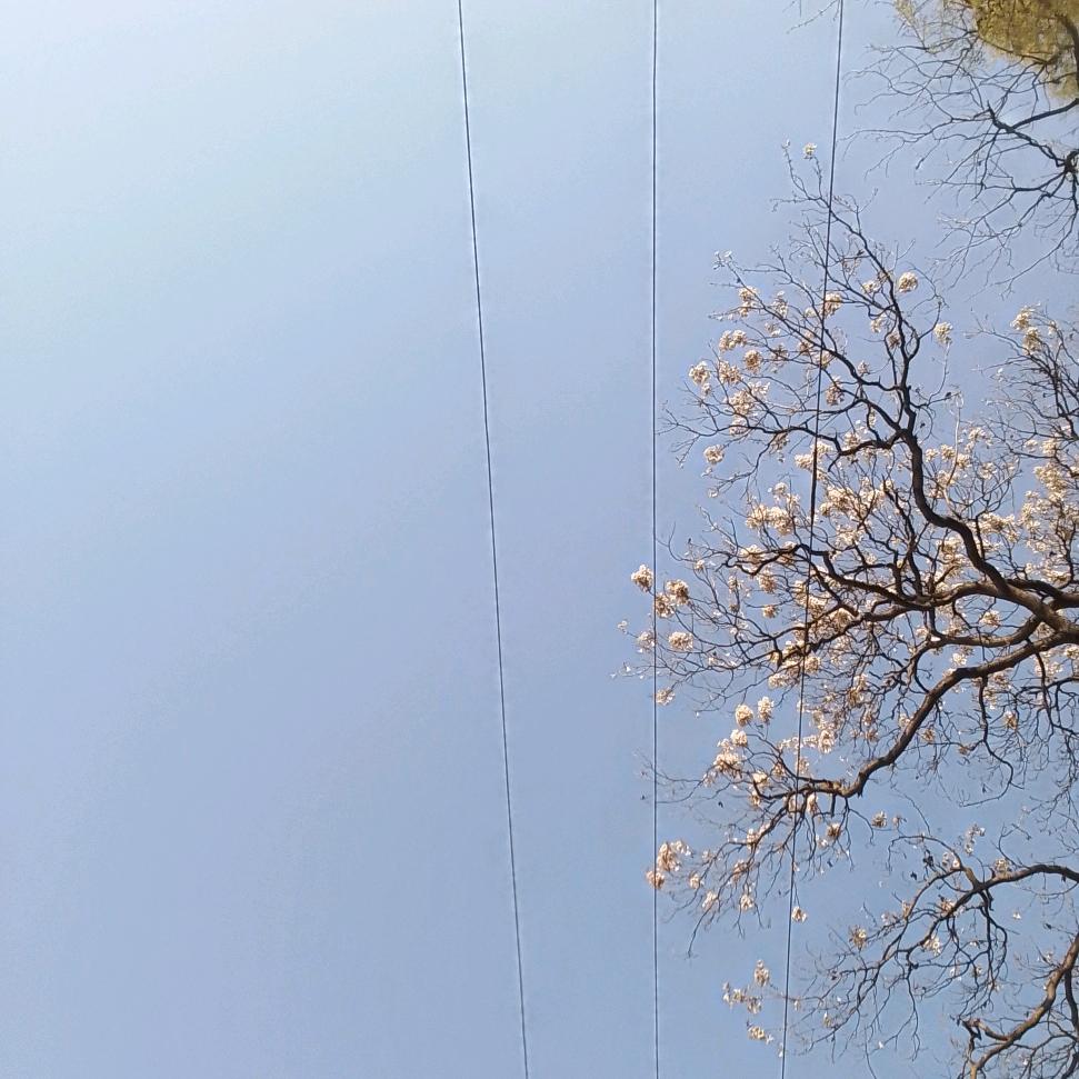 义忆心（一型糖人）