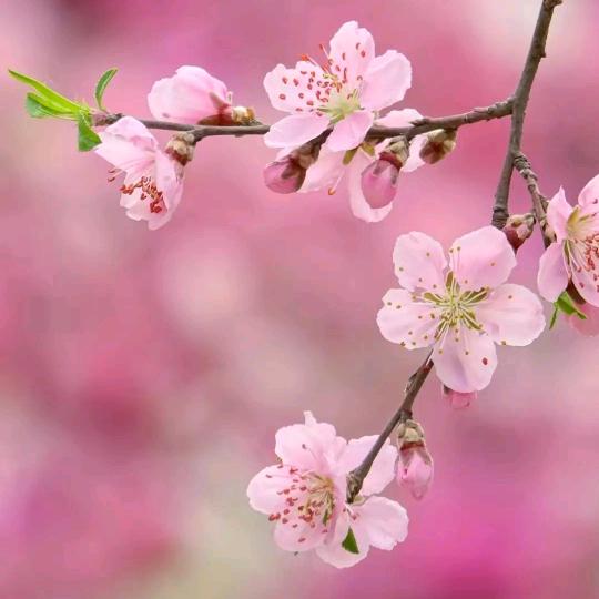 暖洋桃花