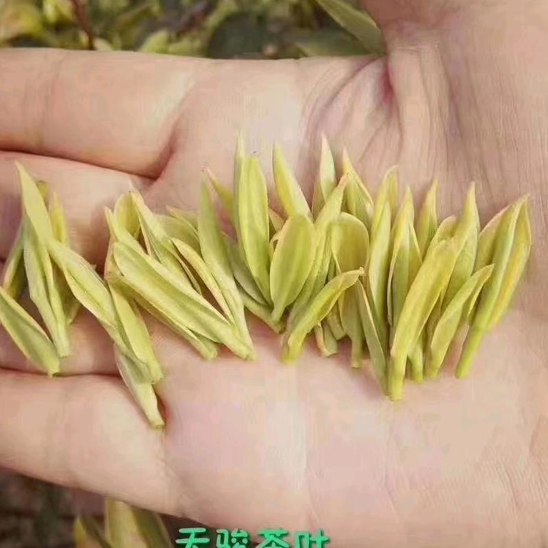 巢湖种茶人李姐