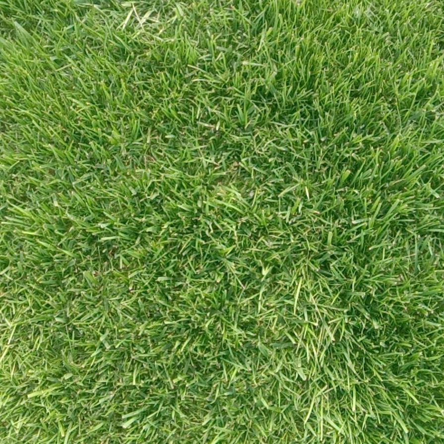 AAA淄博草坪基地