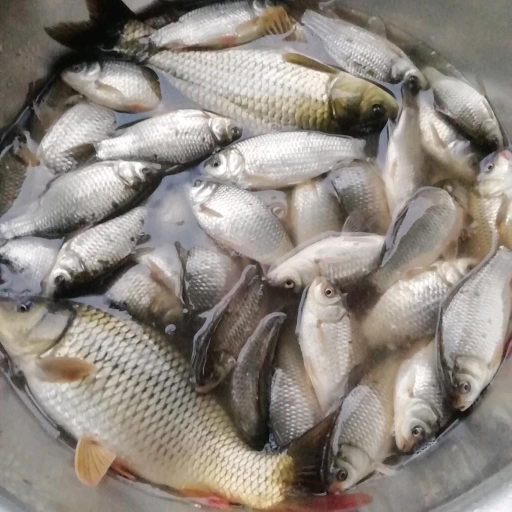 徐家沟流水欢乐钓场