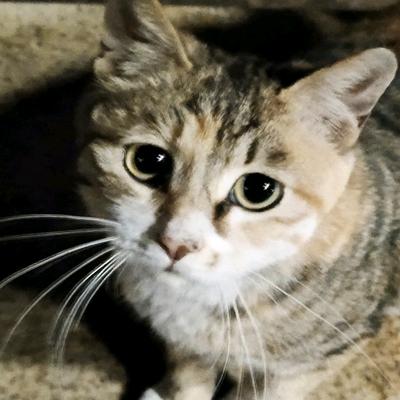 阿硕捡了一只猫