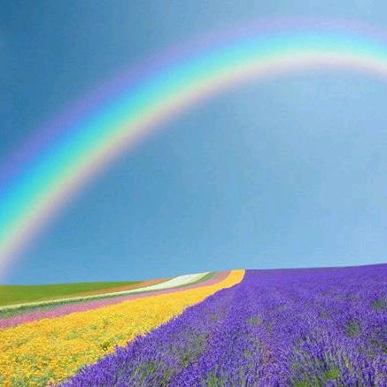 🌈🌈川贝🌈🌈