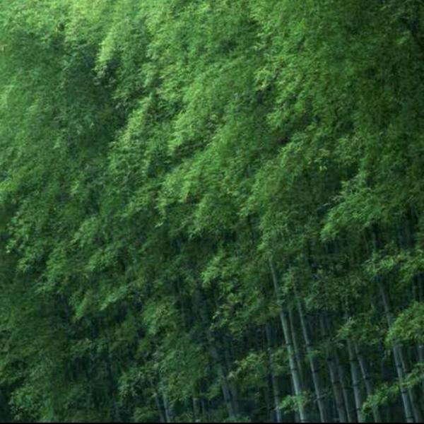 红宜妃