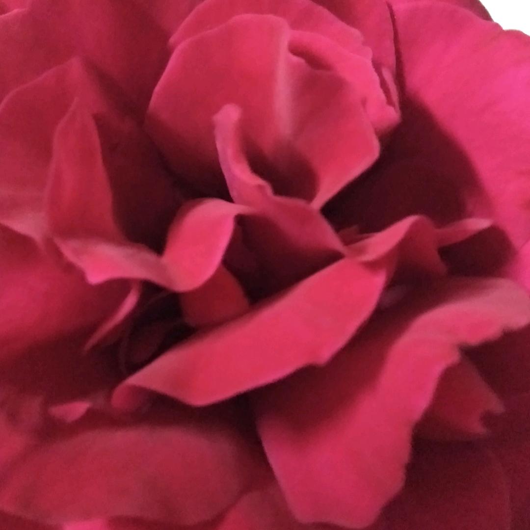 张先花