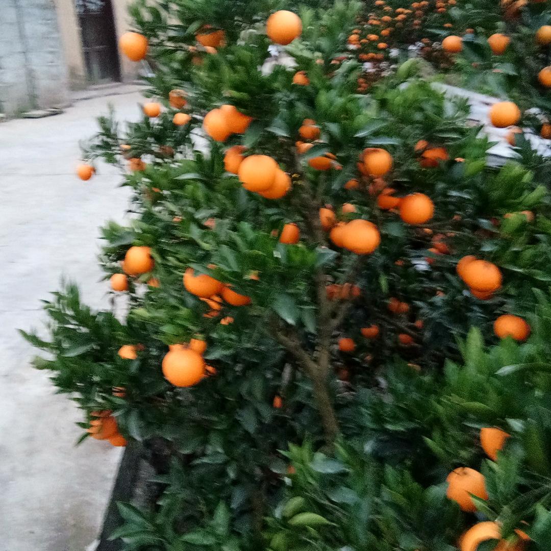 熊玉萍