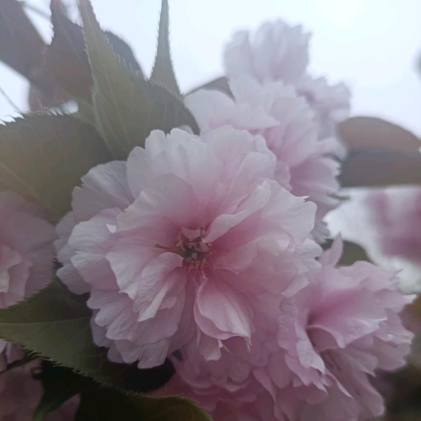 陌上花田，静待花开