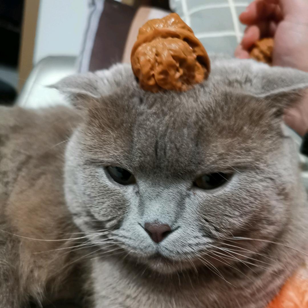 😼顶呱呱👍