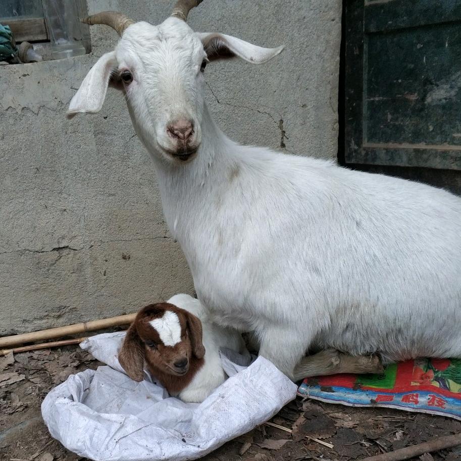 徐姐🐏🐏