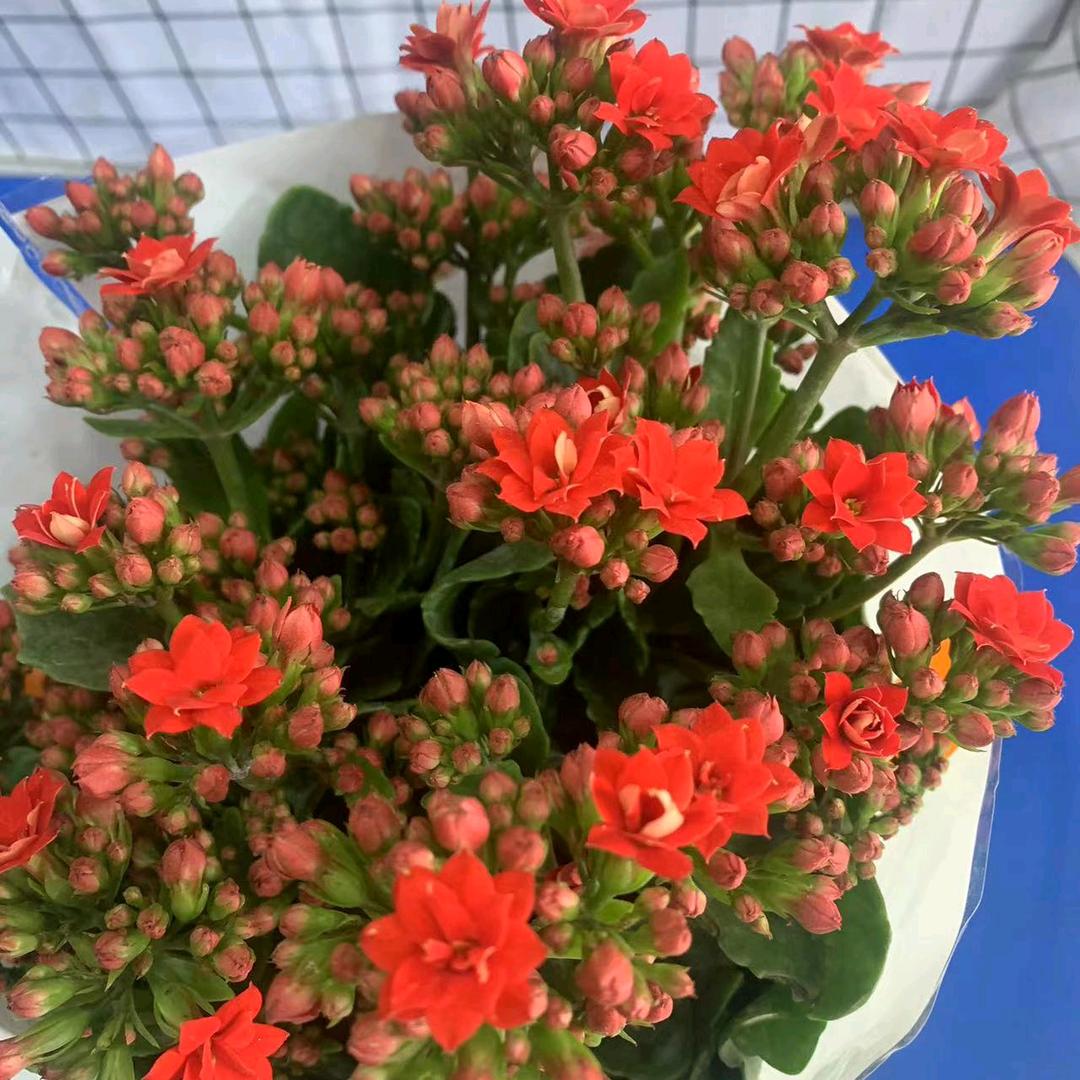 奇花异草