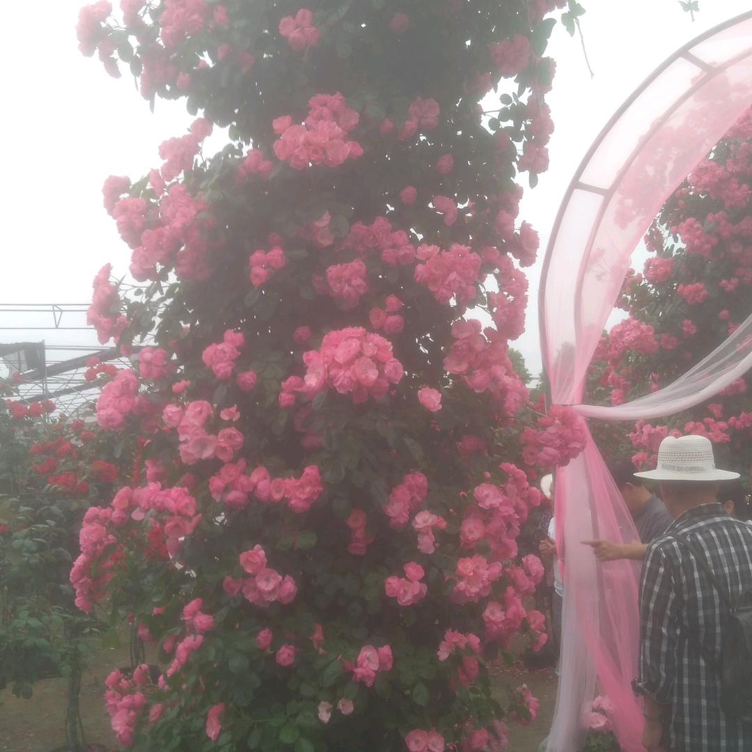 加菲猫