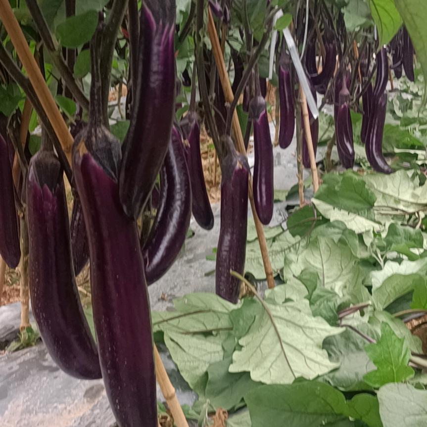 🐠为🍻李🍸停💄刘💋