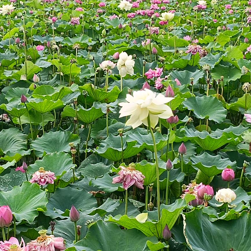 肖老师