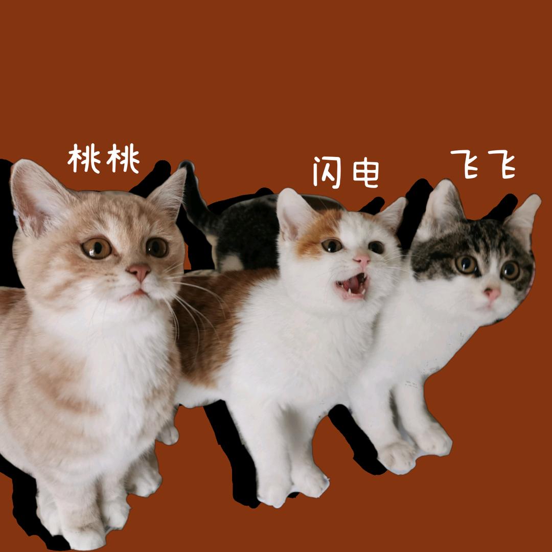 刘海毛一家