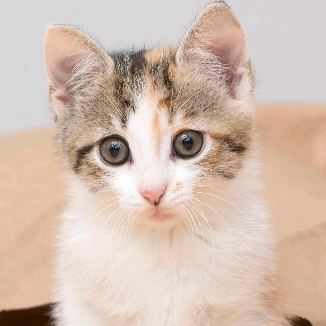 kitty