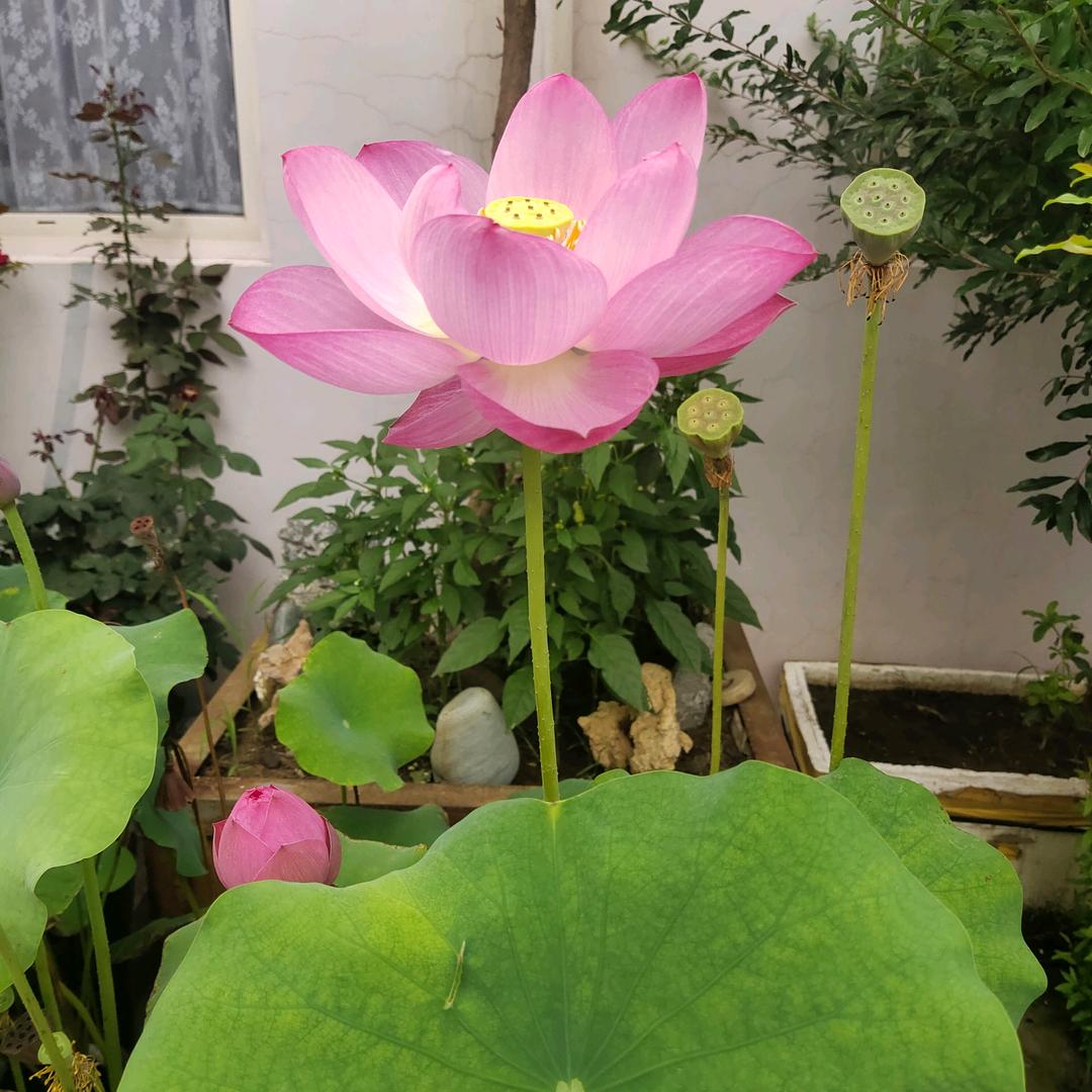 会飞的鱼🐟🐟🐟