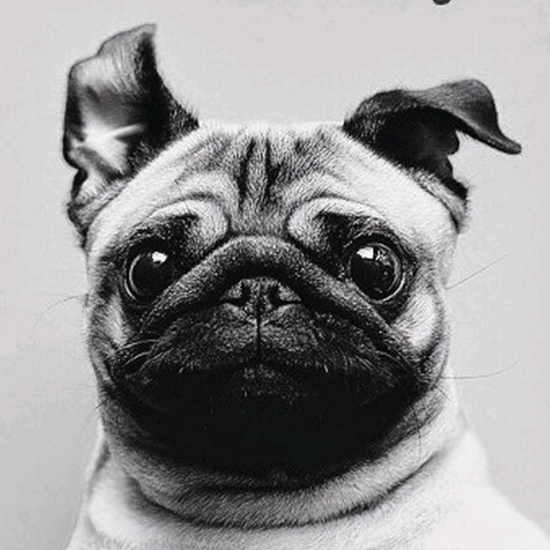 真真假假，假假真真