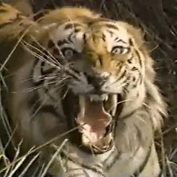 深情不及久伴，厚爱无需多言。