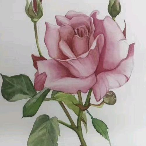 迎春花