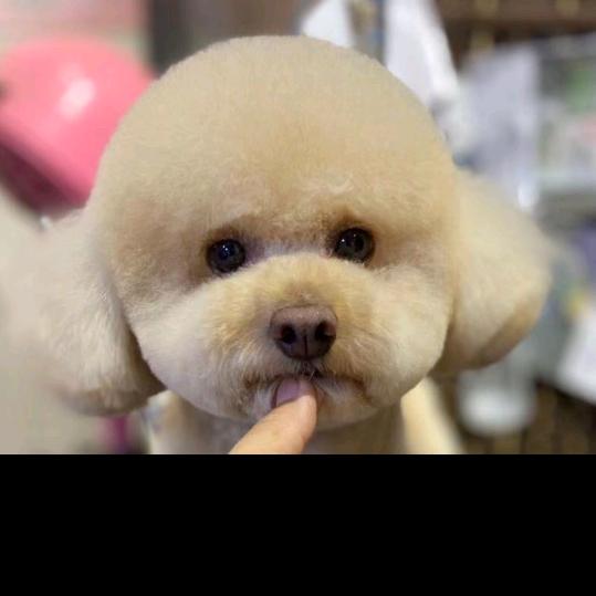 豆豆宠物高端美容