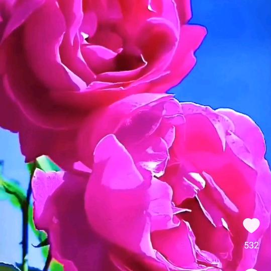谭梅儿🌷🌷❤️❤️