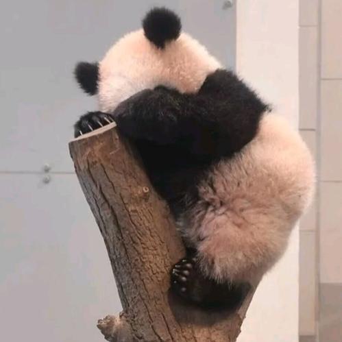 我要当洋芋女王