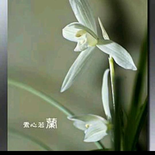 素心若兰