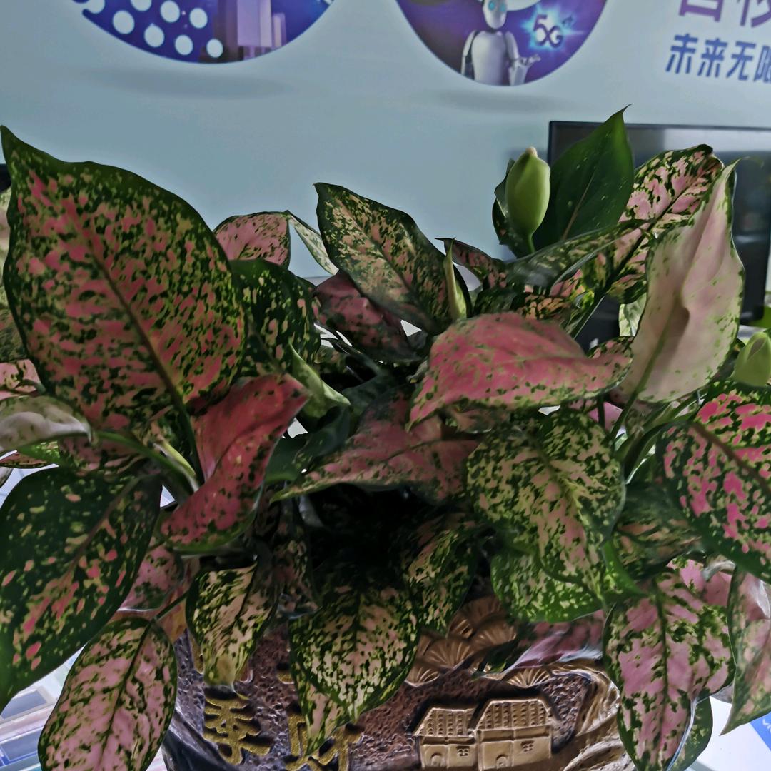 用户6491388675657