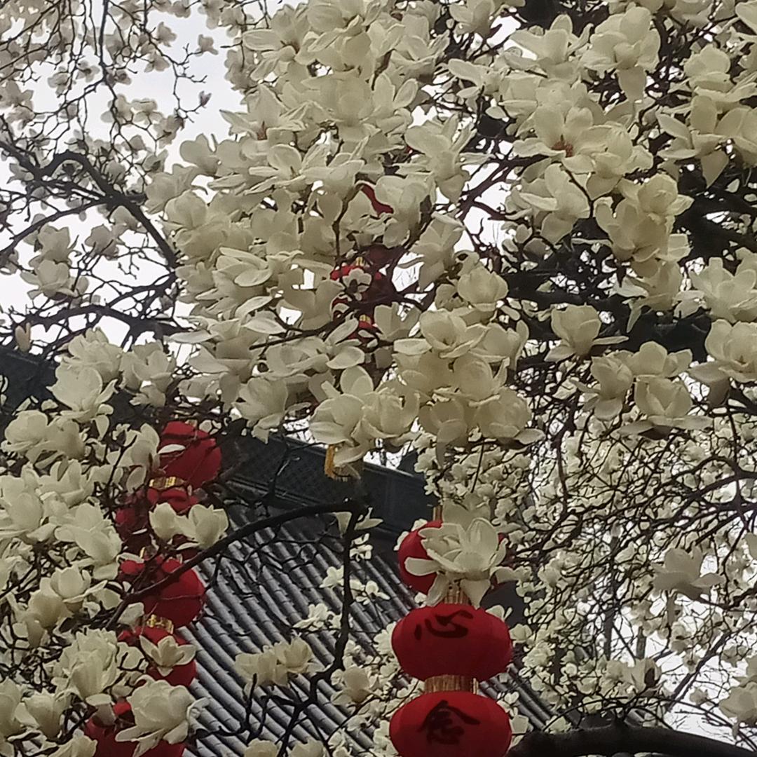 重生人果花爱养发