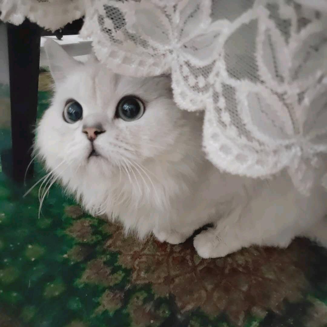 朗延