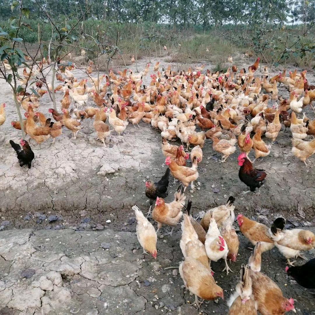 江口果园生态散养土鸡