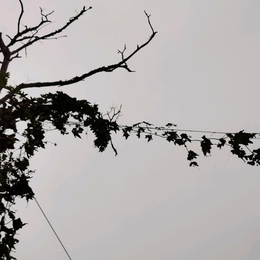 γ