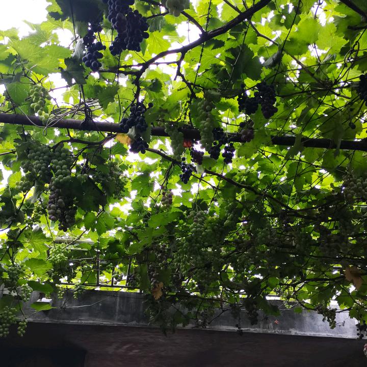 崔金豆