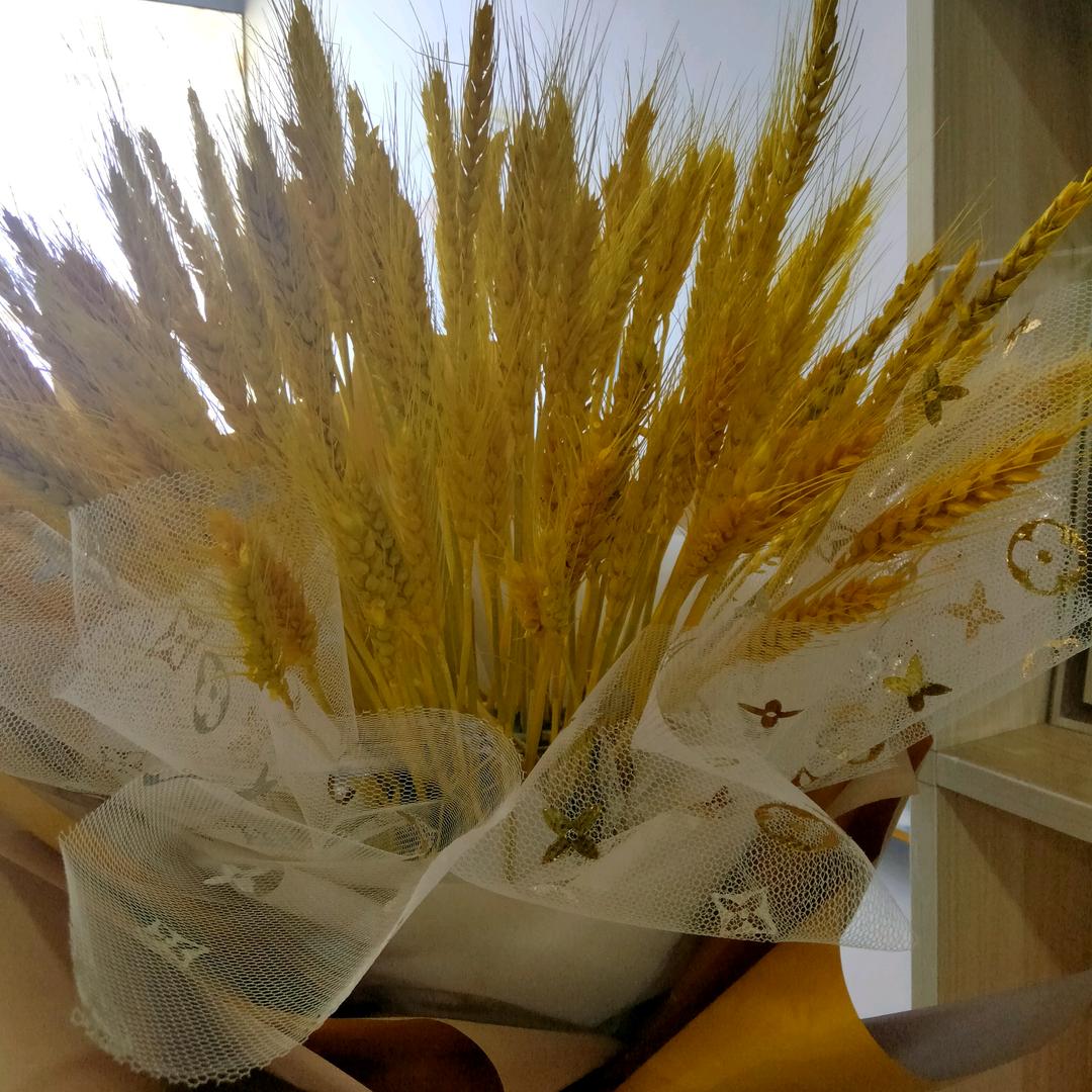 金✧碧 (✧辉ˊω黄