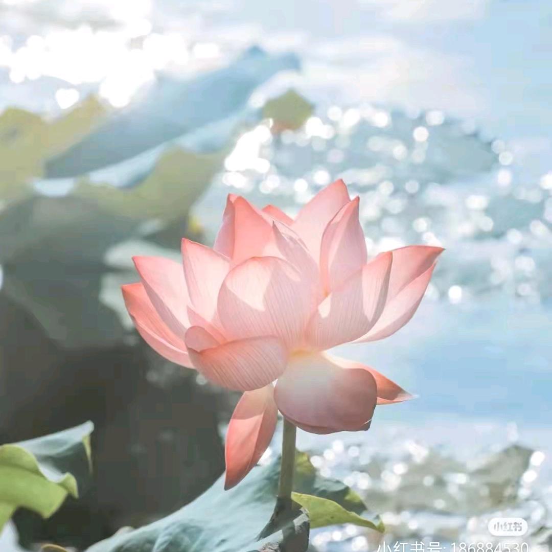 小野花的小助理