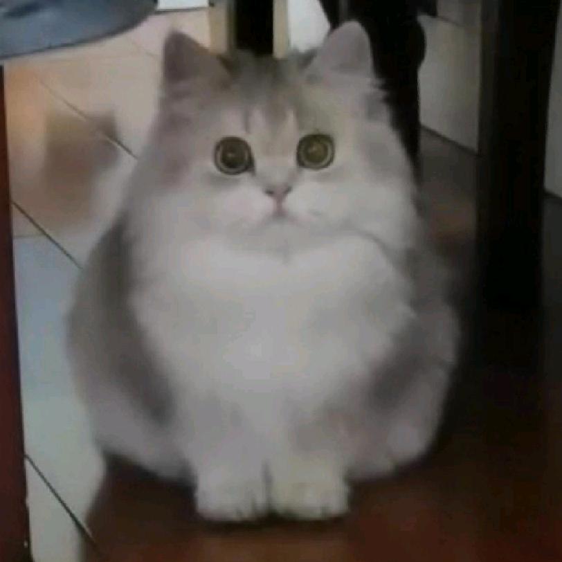 芜湖猫舍小燕子芜湖宠物猫