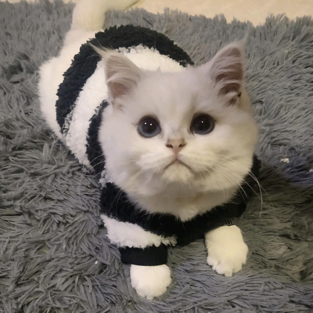猫克克生活日记