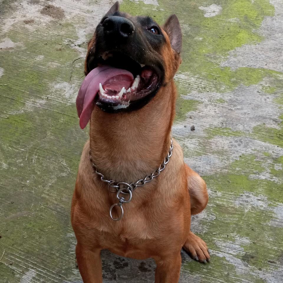 四川乐山马犬繁殖训犬