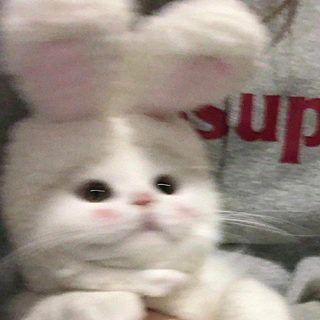 舟弈