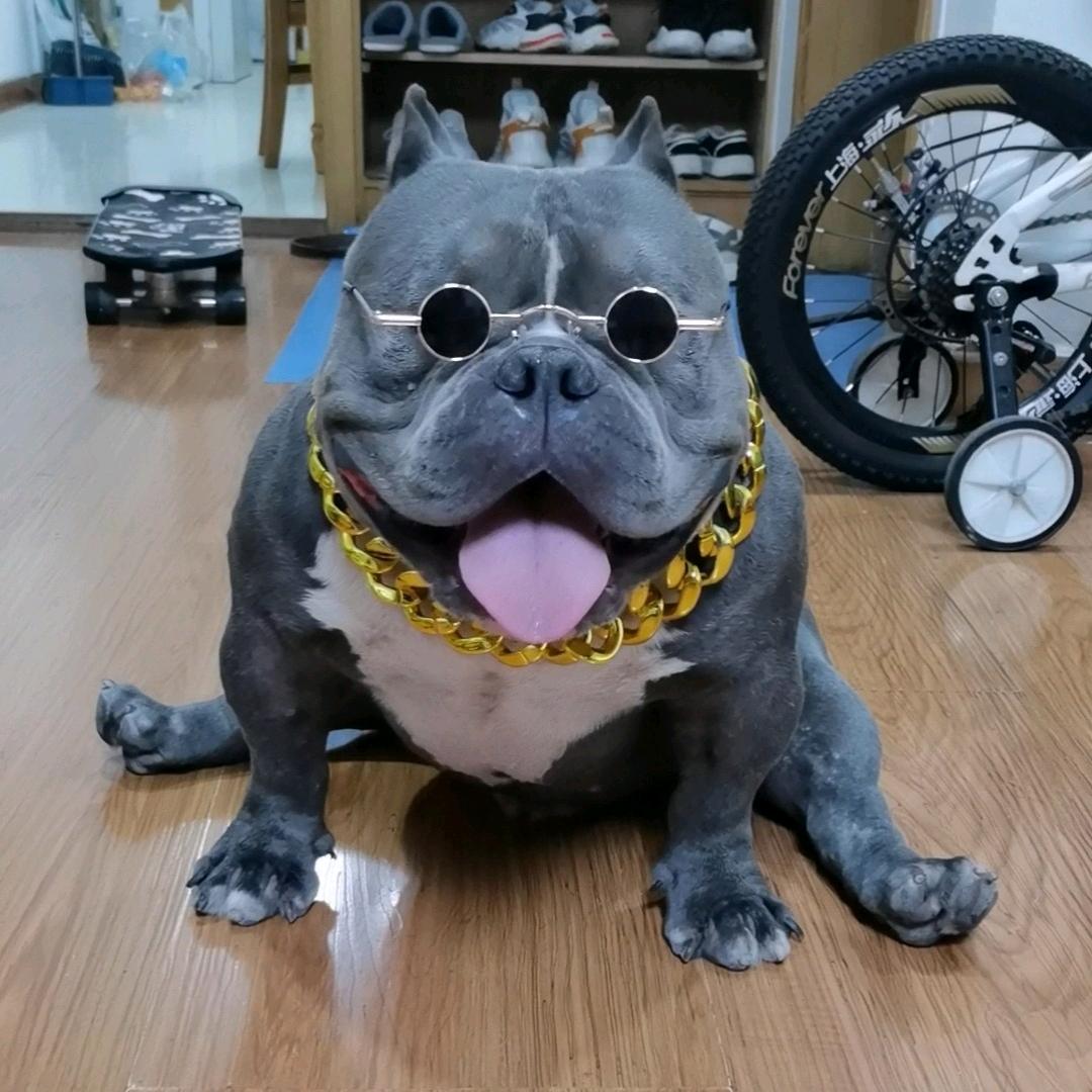 恶霸犬宾利