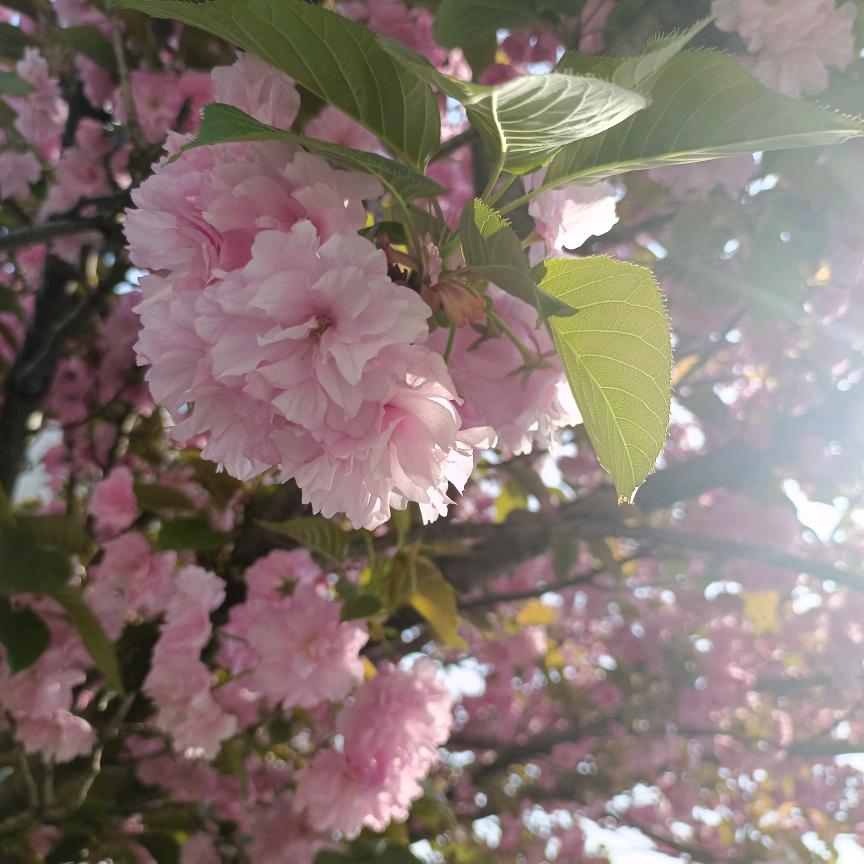 楊(˵¯͒〰¯͒˵)