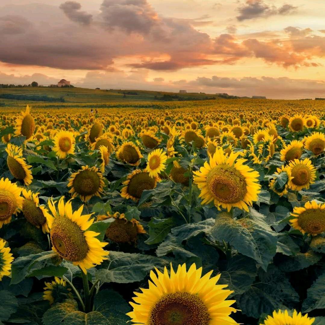 阳光下的蒲公英