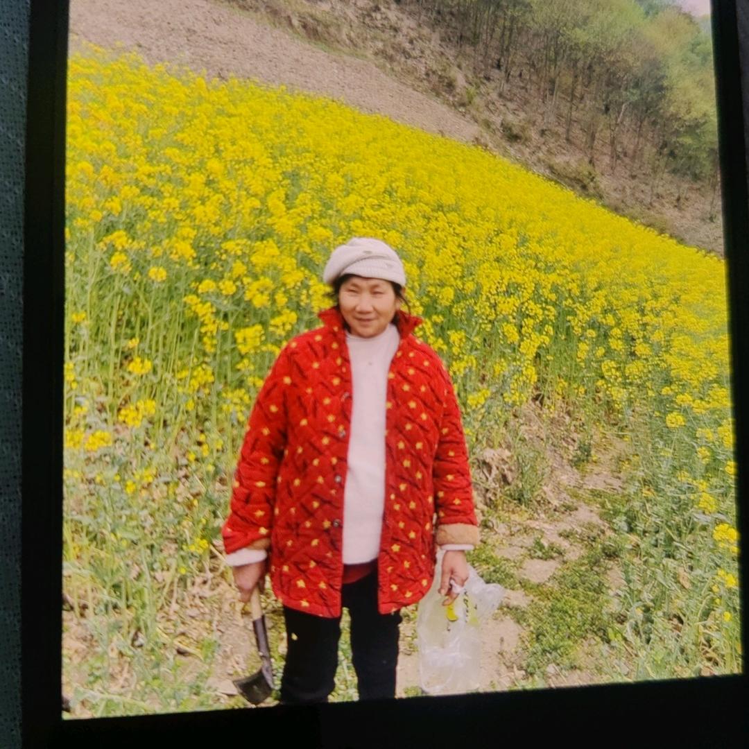 芝